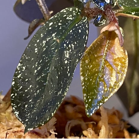 Argostemma hookeri from Malay Peninsula