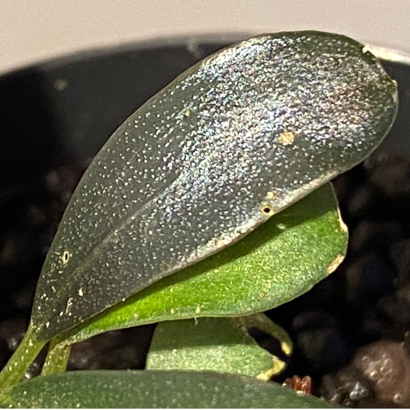 Bucephalandra sp. Black Pearl希少種★美株大株 Bucephalandra sp. 'Black Pearl' - Online Aquaria