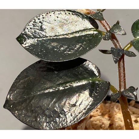 Argostemma hookeri from Malay Peninsula
