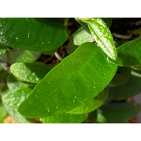 Ficus sp. from Bau