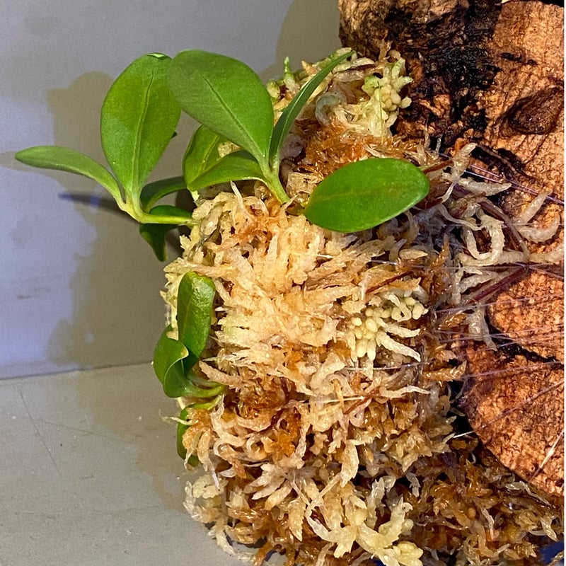 Pachycentria glauca | M・R・G・R