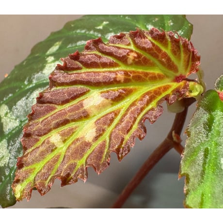 Begonia sp. from Kapuas hulu