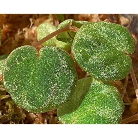 Begonia lichenora (sp.Mini) from Kalimantan Sarawak border [LA]