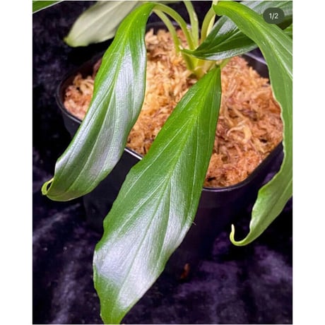 Homalomena sp. "Selawai" Sintang Kalimantan barat [TB]