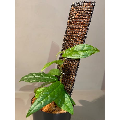 Ficus sp. "Gunung Besar" Kalimantan Selatan