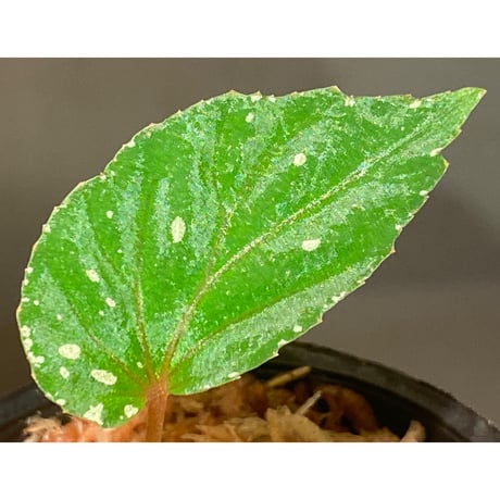 Begonia sp. "Mempawah hulu" Landak Kalimantan barat [TB]