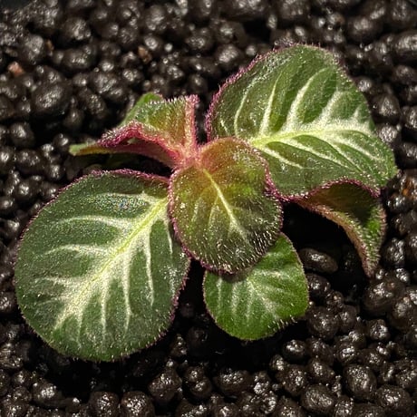 Codonoboea cf. pumilla from Riau sumatera [LA1119-02]