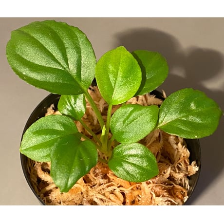 Homalomena sp. "Minimum" from Padan Utara [AZ0512-04]