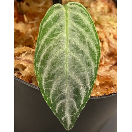 Acanthaceae gen. from Selangor alt 400 [TK050315]