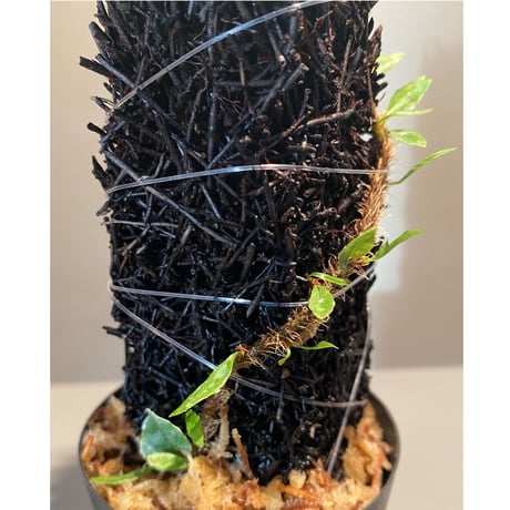 Microgramma vacciniifolia
