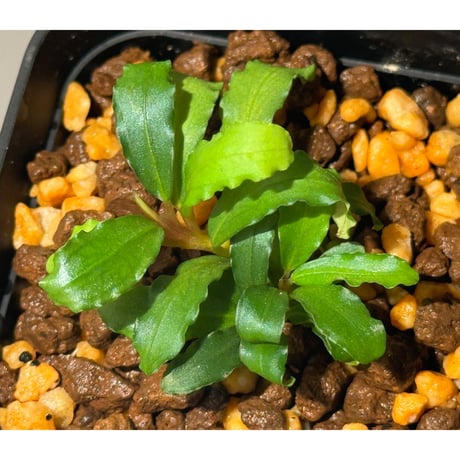 (3芽) Bucephalandra sp. Type2 from Sintang kayu lapis [LA]