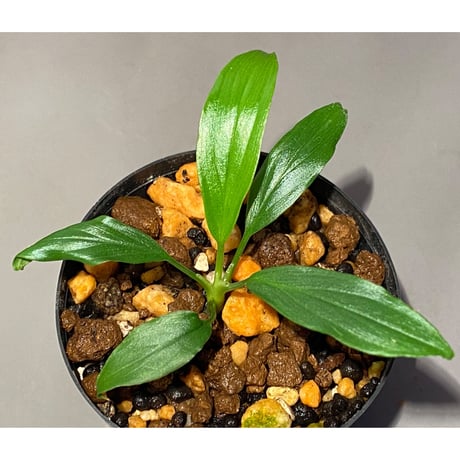 Homalomena sp. "Selawai" Sintang Kalimantan barat [TB]