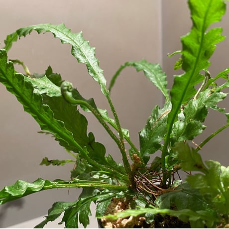 Microsorum sp. Short Dragon Tail
