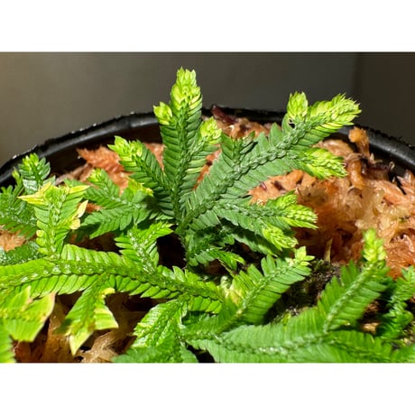 Selaginella biformis [STRINGE PLANTS]