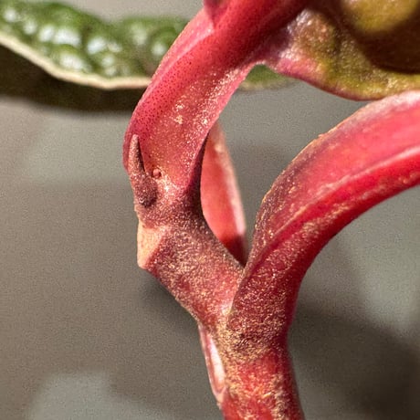 Ardisia sp. ''Snake Skin" from Kapuas hulu West Kalimantan