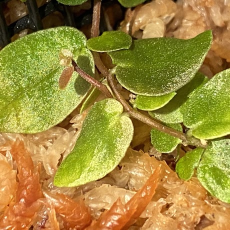 Ficus sp. from Aceh sumatera [LA0616-04]