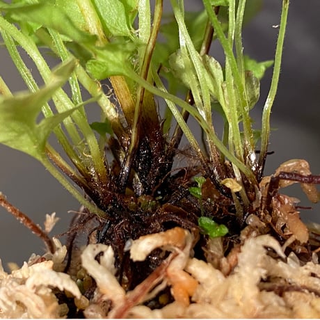 Blechnum brasiliense "Volcana" ①