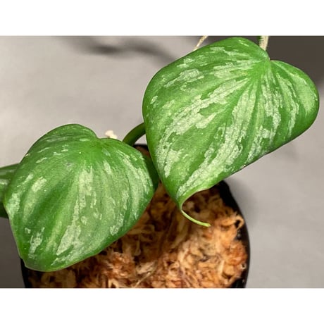 Philodendron sp. from Colombia [tanakay]