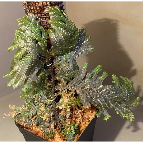 Selaginella picta