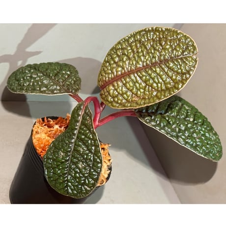 Ardisia sp. ''Snake Skin" from Kapuas hulu West Kalimantan