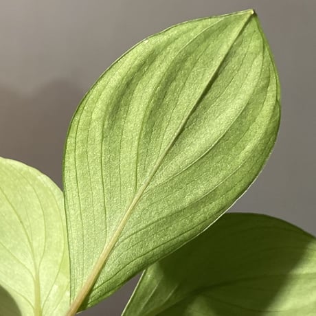 Homalomena sp. "Aceh selatan" Aceh Sumatra [TB]