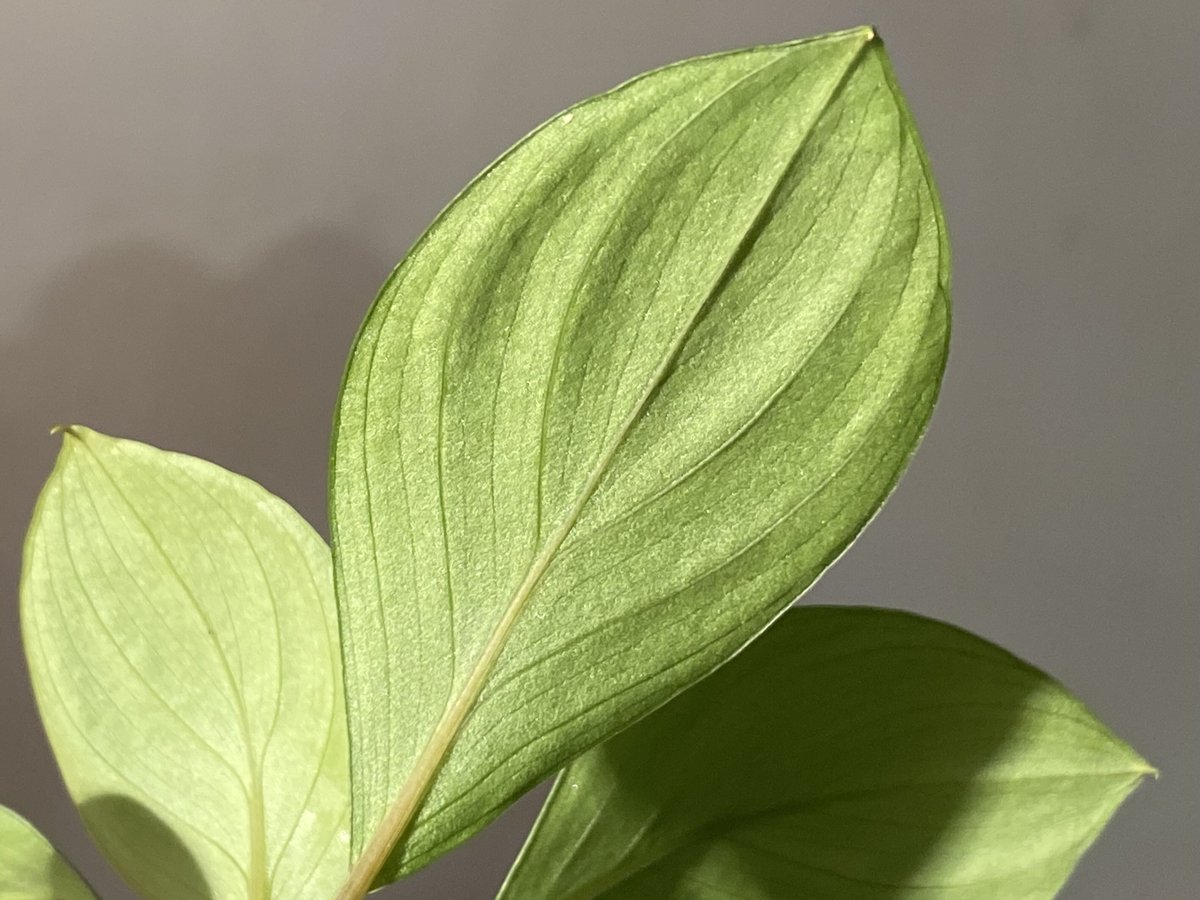 その他観葉植物 Homalomena sp SP Aceh collection Homalomena sp. 