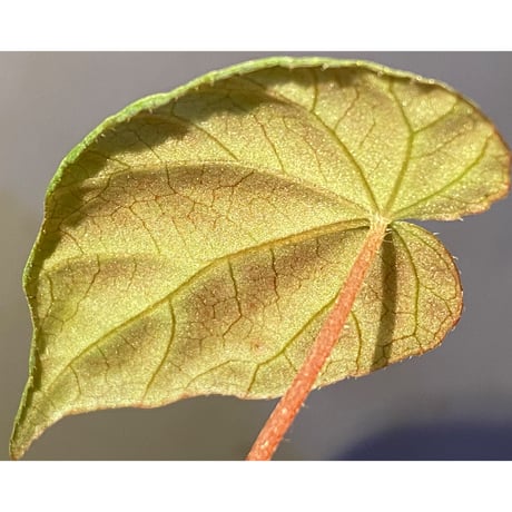Begonia pavonina