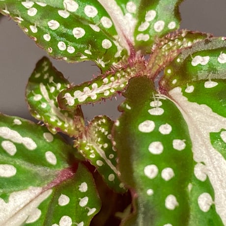 Sonerila sp. "White dot"