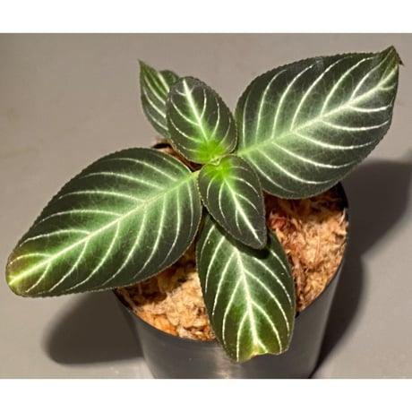 Gesneriaceae gen. from Kalimantan Barat
