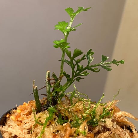 Trichomanes sp. from Iquitos Peru [tanakay]