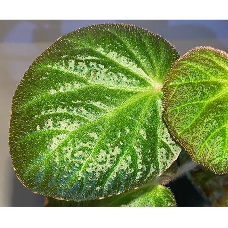 Begonia sp. from Manaus