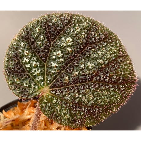 Begonia kui from Viet Nam