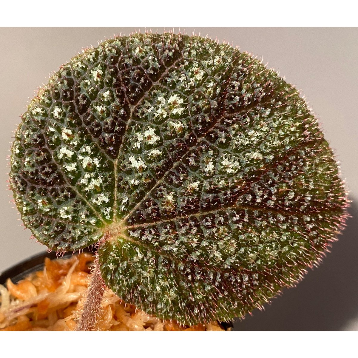 Begonia sp.Nam Tra My,Quang Nam ベゴニア 原種 Begonia sp.Nam Tra