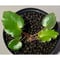 Begonia cf. ferox from Cao Bang [YH040519BK] TK