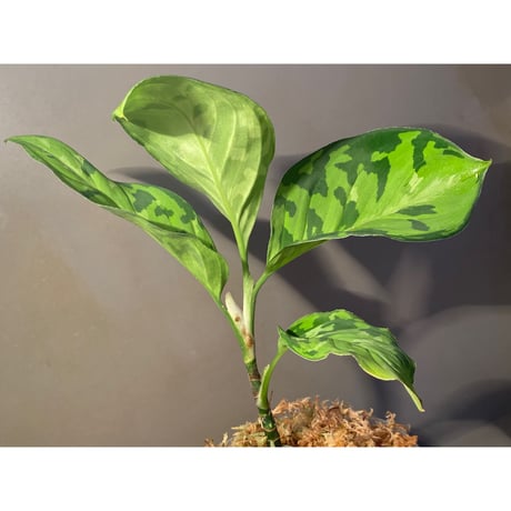 Aglaonema pictum "マルチカラー白玉" D.F.S from Sumatera barat [AZ0912-1]