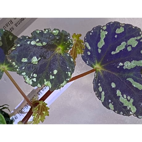 Begonia sp. from North Toraja [S0919-06] 伊藤蟻植物農園