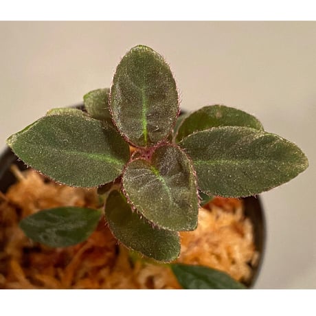 Codonoboea cf. pumila from Padang sumatera [LA1016-01]