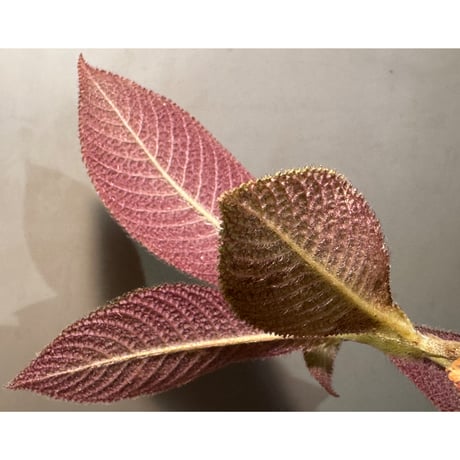 Cyrtandra sp. from Landak West Kalimantan
