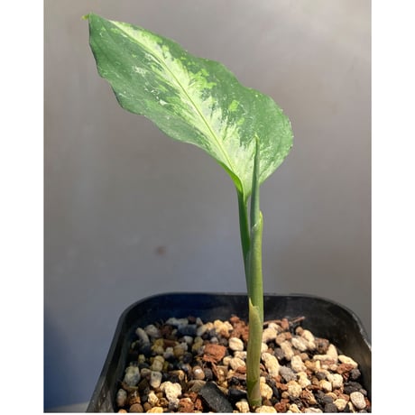Aglaonema pictum tricolor [TK-ZP0815-38]