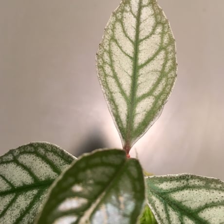 Ardisia sp. from Ache Sumatera [ L A]