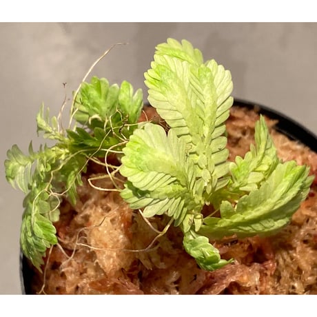 Selaginella sp. バリエガータ from "Nanga pinoh" [TB]