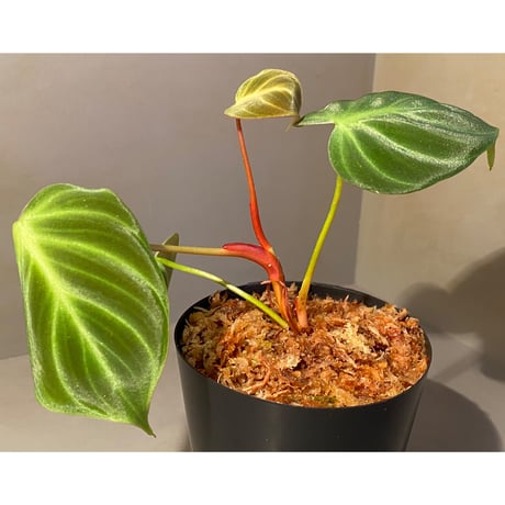 Philodendron luxurians "Choco" Colombia