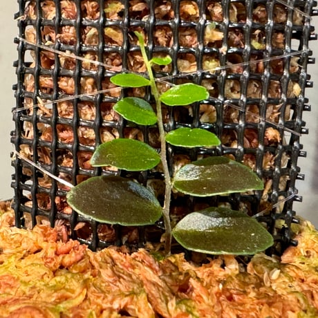 Marcgravia sp. "Azreal"