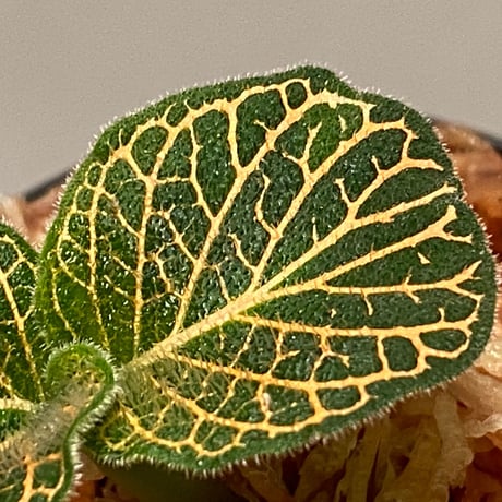 Argostemma neurocalyx from Riau sumatera [LA0815-02]