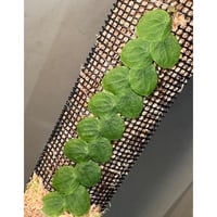 Pothos barberianus from Kapuas fulu West Kalimantan