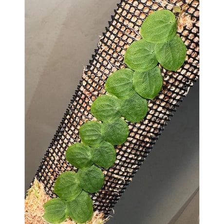 Pothos barberianus from Kapuas fulu West Kalimantan