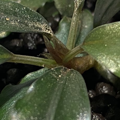 (脇芽付き)Bucephalandra sp. from West Kalimantan