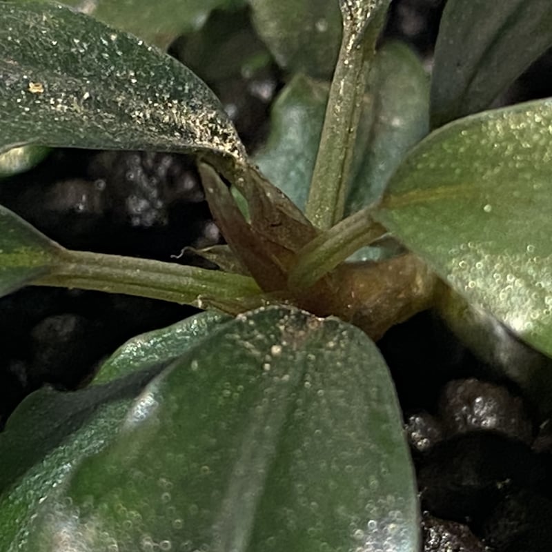 脇芽付き)Bucephalandra sp. from West Kalimantan |