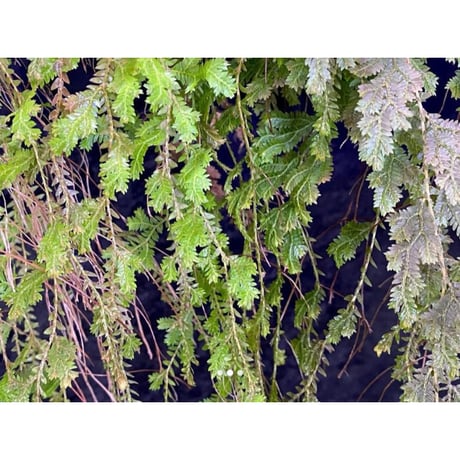 Selaginella sp. from Iquitos Peru [tanakay]