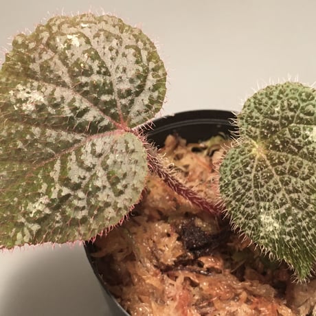 Begonia variegata from Vietnam